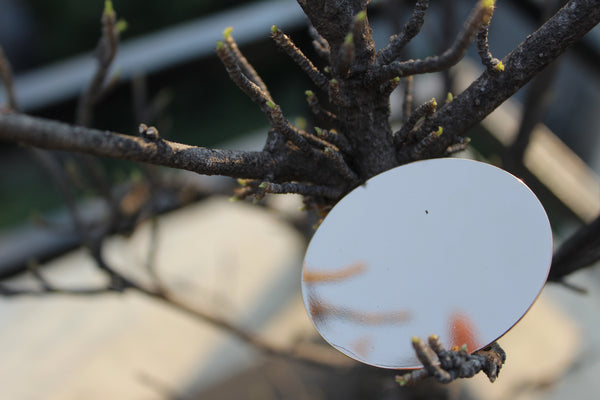 Dragon Egg Ring